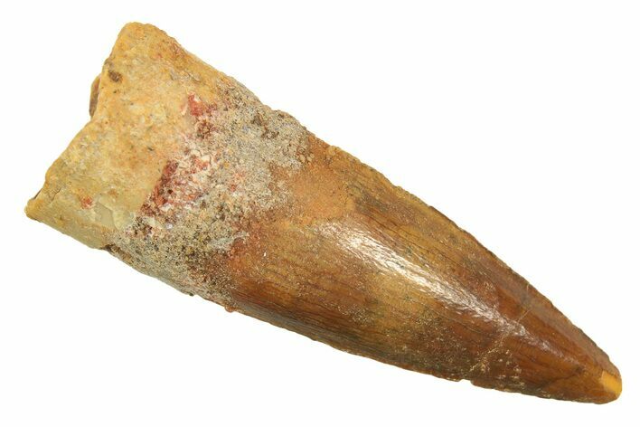 Fossil Spinosaurus Tooth - Real Dinosaur Tooth #298380